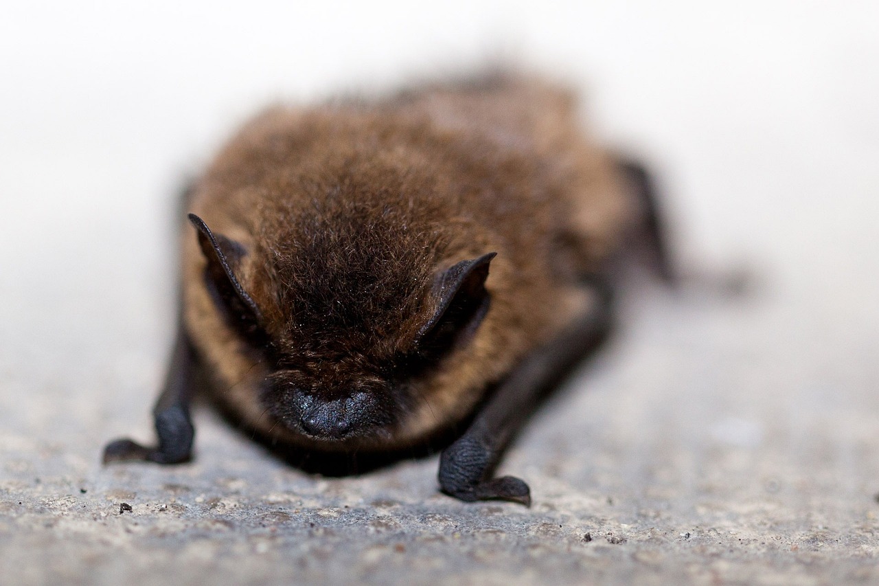 Bat Habitat Workshop